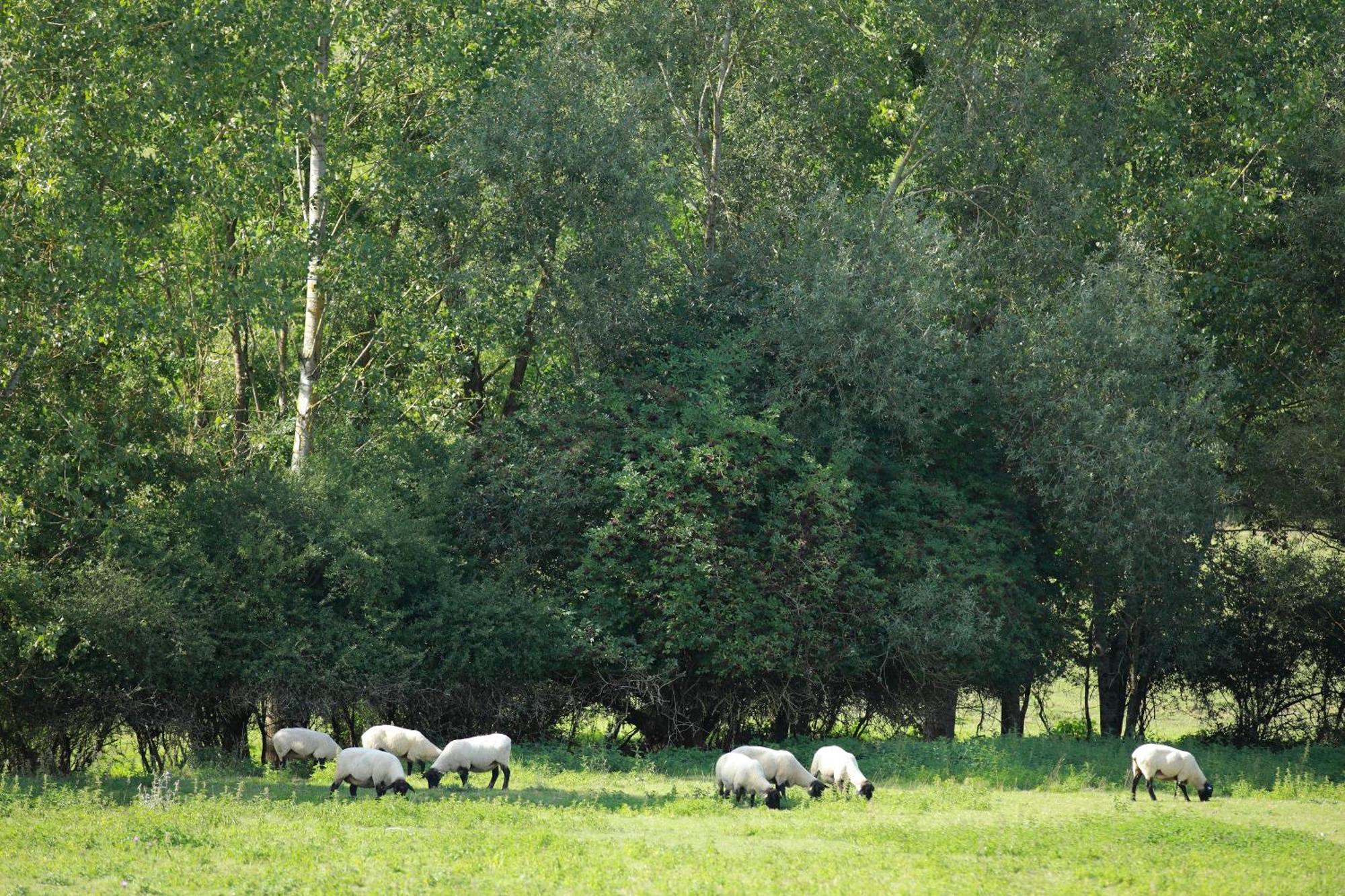 Auberge Du Parc Baudricourt Quarto foto